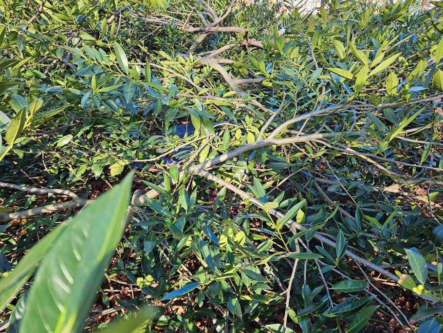 Samsung Galaxy S23 test photo