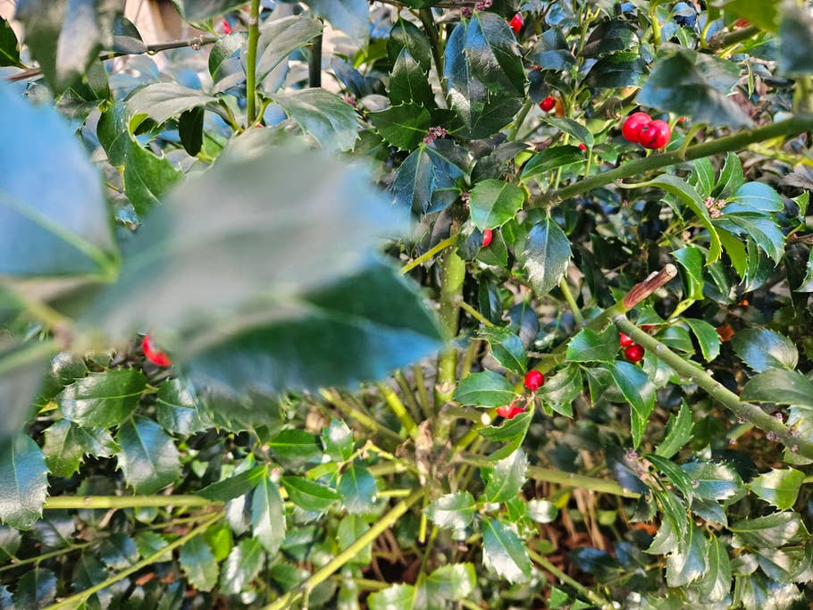 Samsung Galaxy S23 test photo