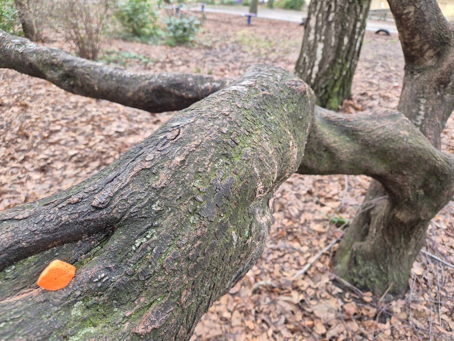 Samsung Galaxy S24 test photo