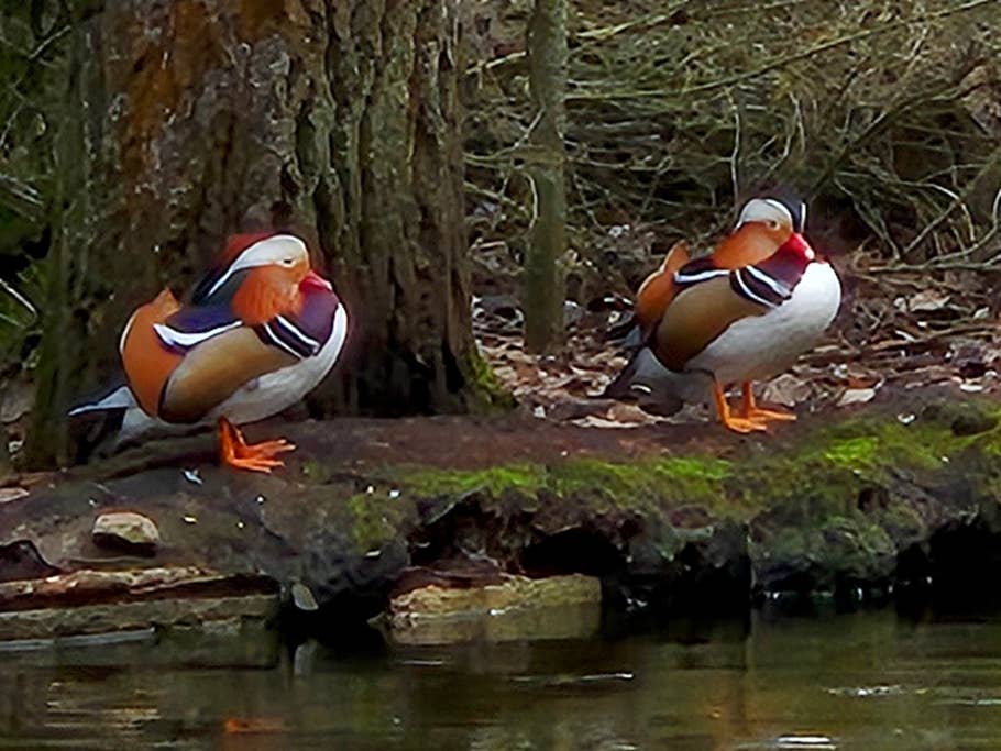 Samsung Galaxy S24 test photo