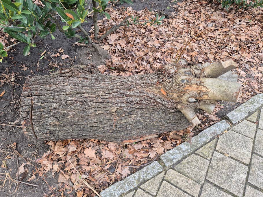 Samsung Galaxy S24 test photo