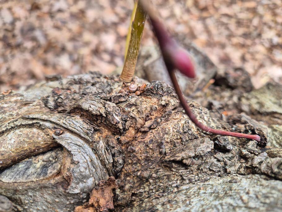 Samsung Galaxy S24 test photo