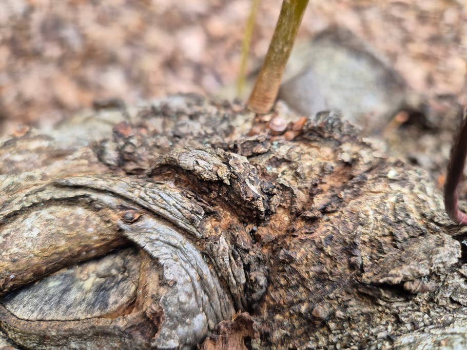 Samsung Galaxy S24 test photo