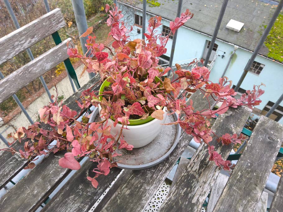 Samsung Galaxy Tab S10+: Objectif principal