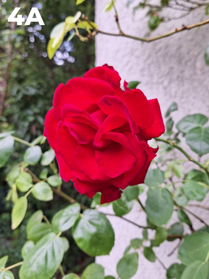 Blind test: Image 4A