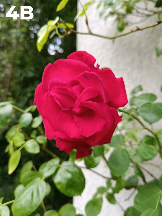 Blind test: Image 4B