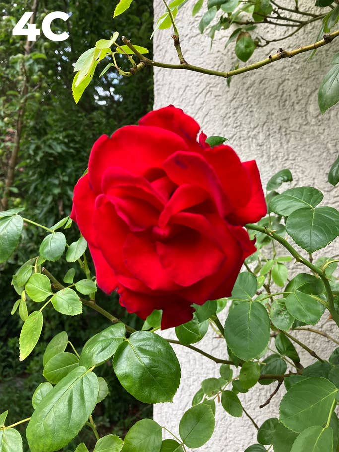 Blind test: Image 4C