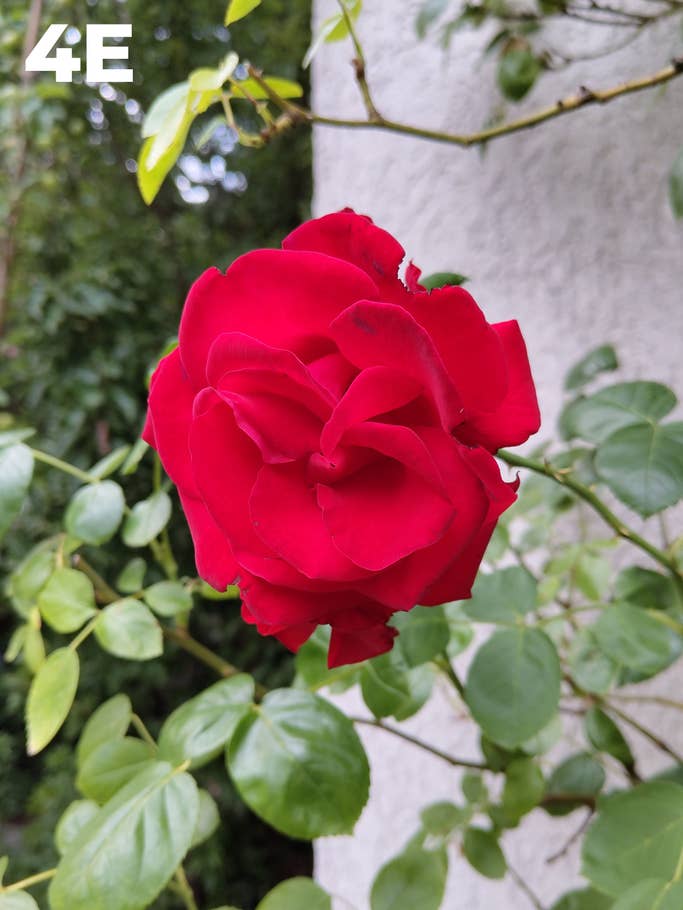 Blind test: Image 4E