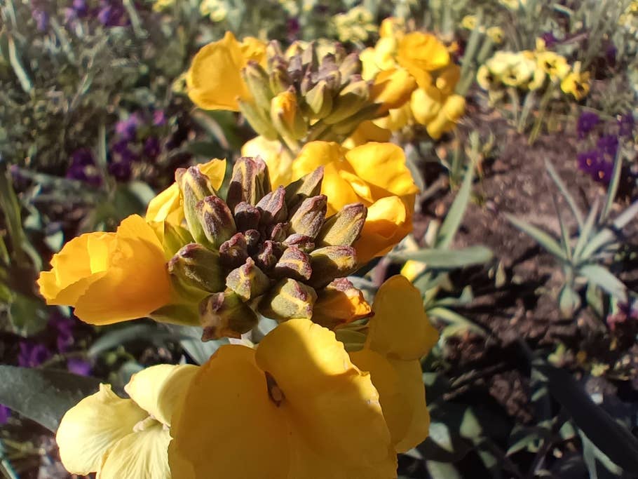 Oppo Find X5 Lite: Caméra macro