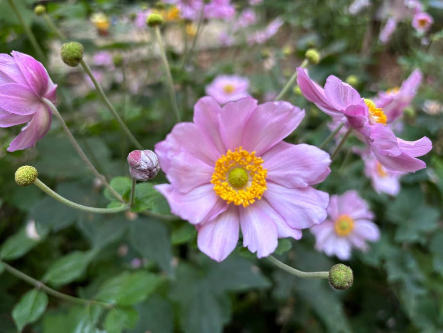 apple-iphone-15-plus-test-photo