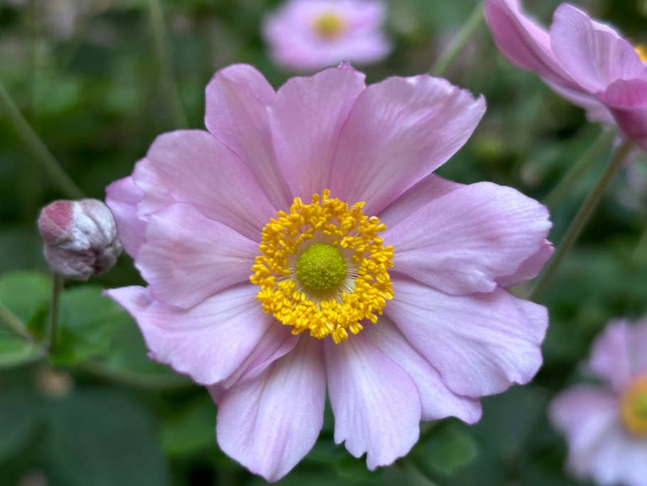 apple-iphone-15-plus-test-photo