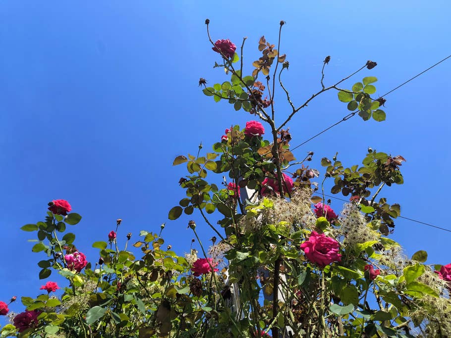 motorola-edge-40-neo-test-photo