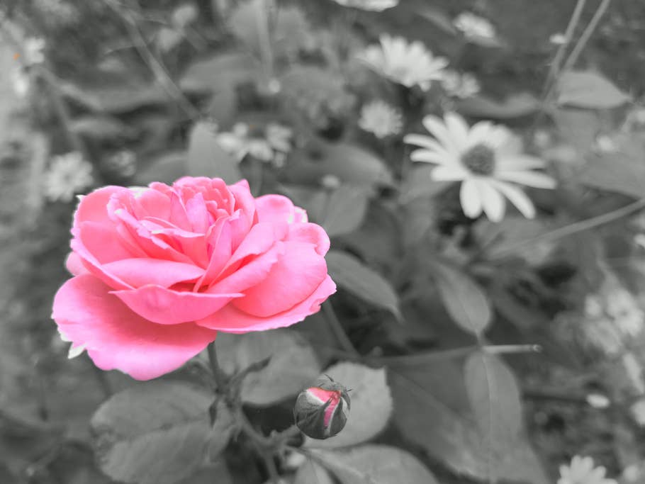 motorola-edge-40-neo-test-photo