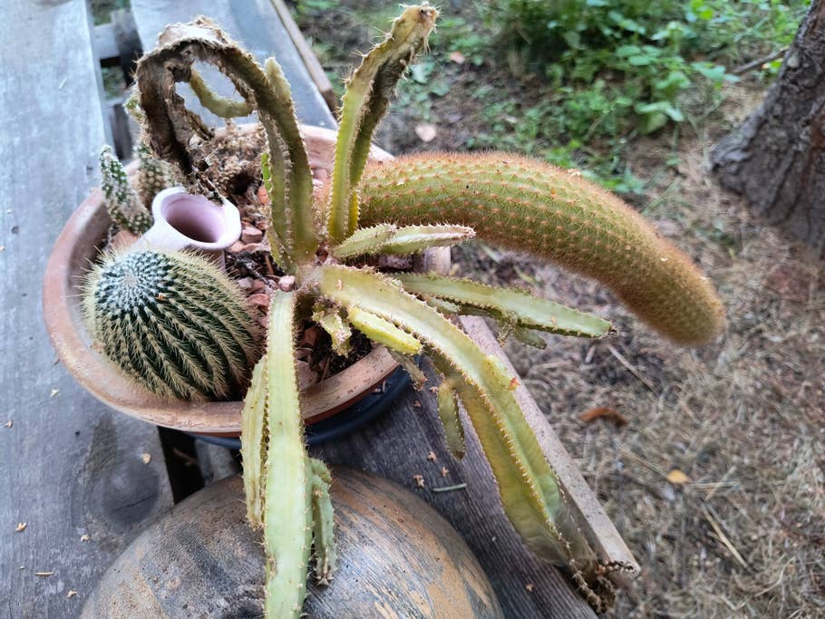 motorola-edge-40-neo-test-photo