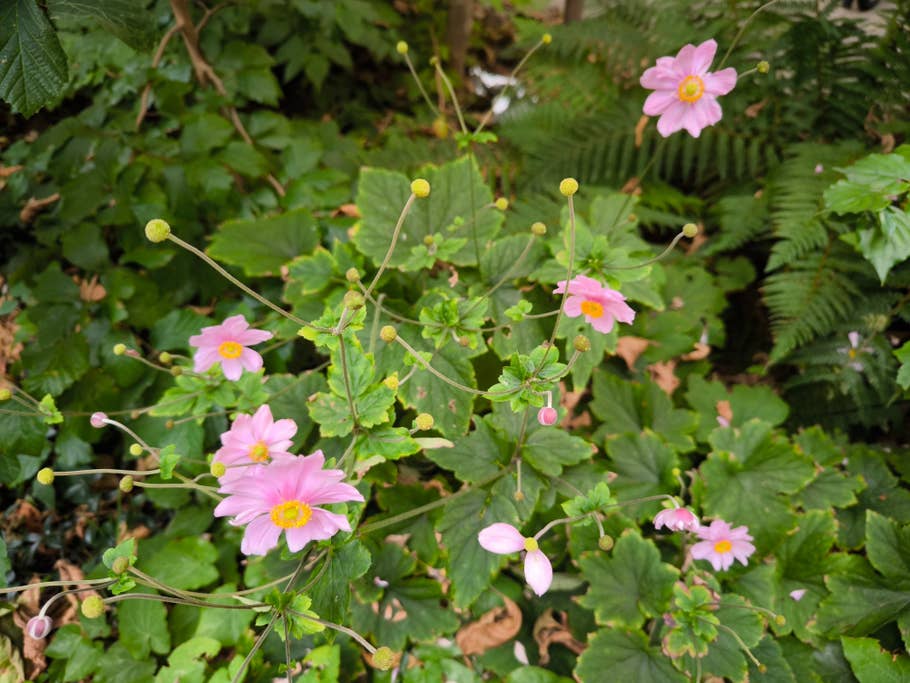 xiaomi-13t-pro-test-photo