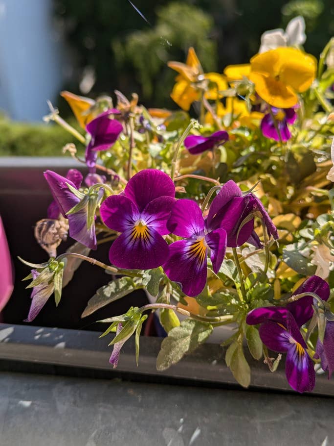 Google Pixel 8a: Objectif principal - Mode portrait