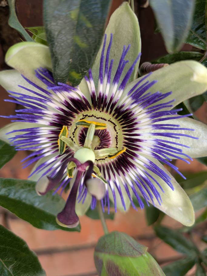 Google Pixel 9a: Objectif principal