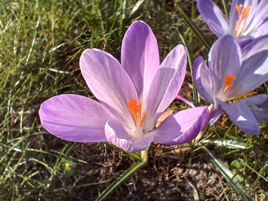 Test photo du Samsung Galaxy A15