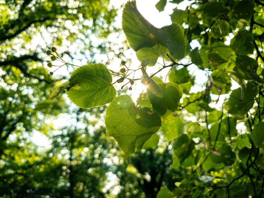 Xperia 1 Mark V Photos RAW