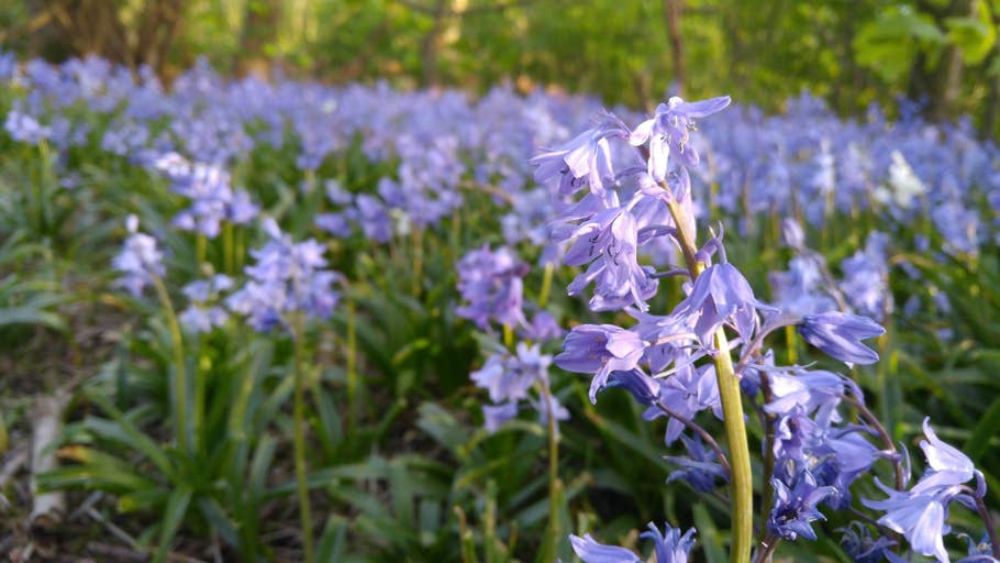 Test de lu0027appareil photo du LG G4