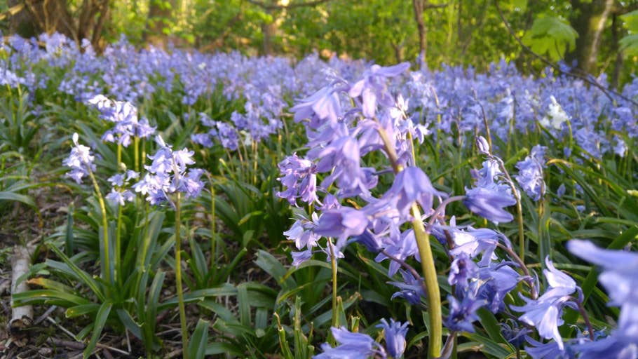 Test de lu0027appareil photo du LG G4