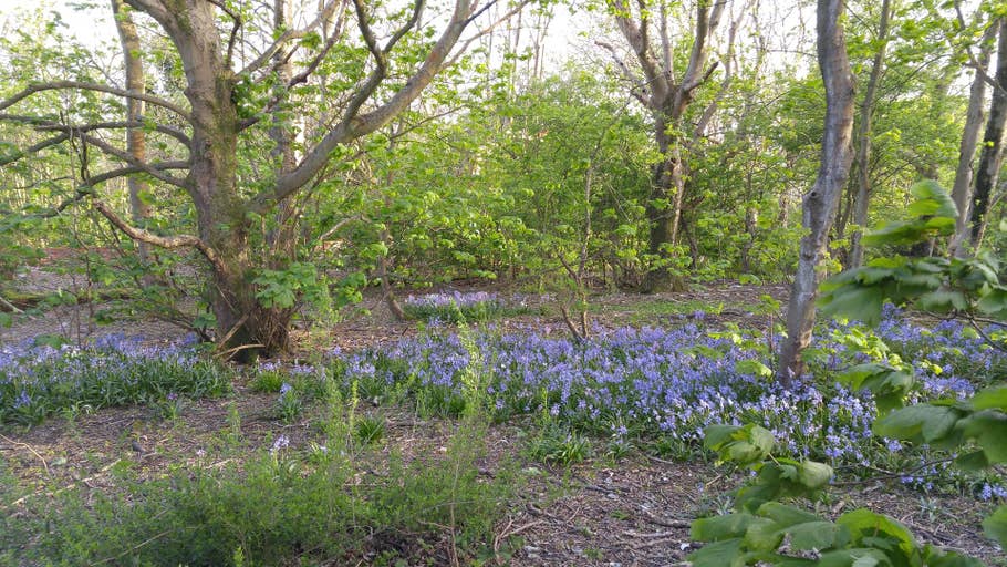 Test de lu0027appareil photo du LG G4