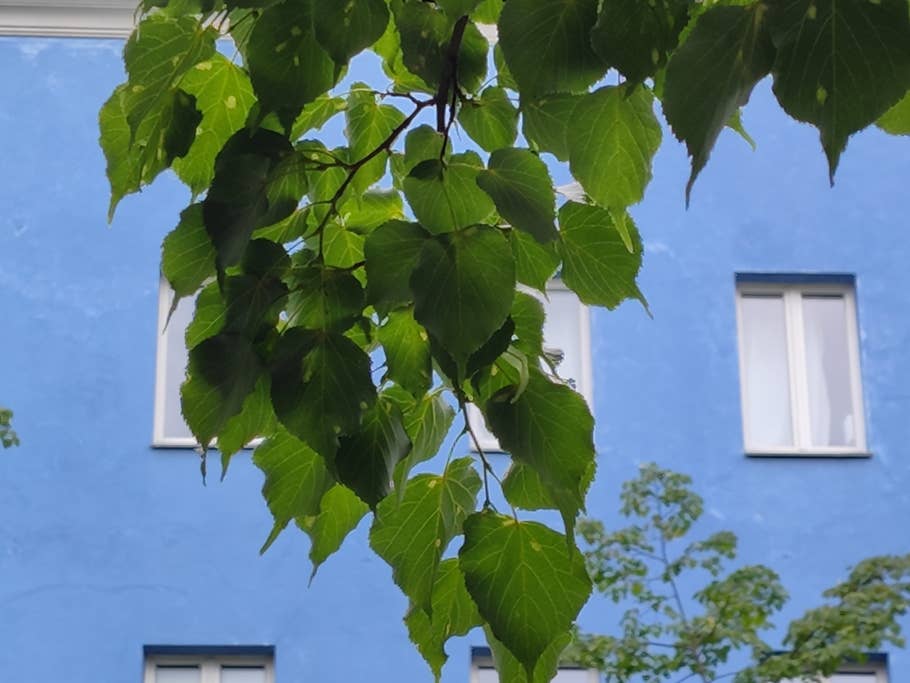 Black Shark 5 Pro test photo