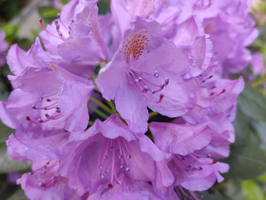 Black Shark 5 Pro test photo