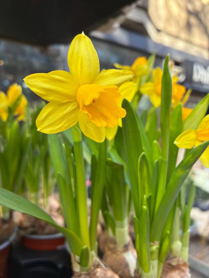 Gros plan avec lu0027Apple iPhone 16e - Caméra principale 1x