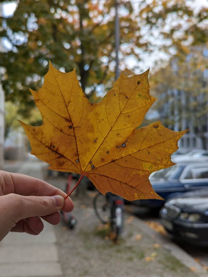 Google Pixel 7 Pro Test photo