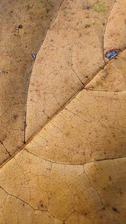 Google Pixel 7 Pro Test photo