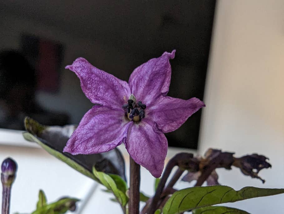 Google Pixel 7 Pro Test photo