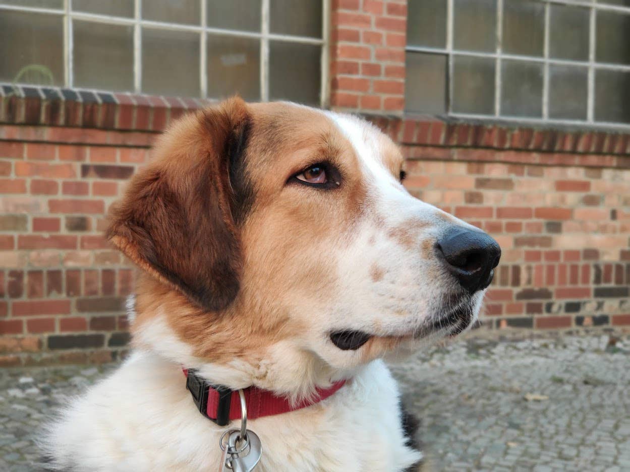 hercules xiaomi mi 9