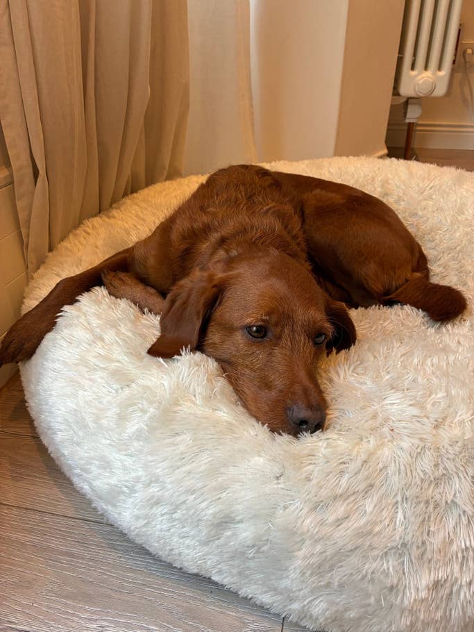 Prise de vue en intérieur avec lu0027Apple iPhone 16e - caméra principale 1x