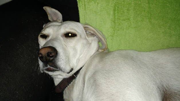 Test nouveau Moto X 2014 - Appareil photo