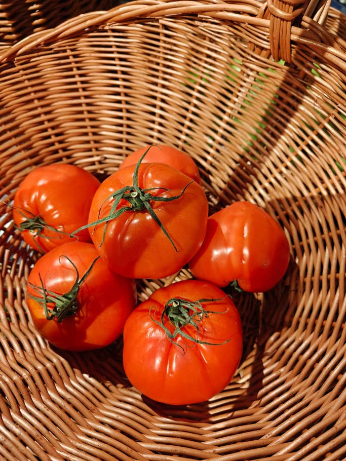 Un panier rempli de tomates rouges mûres avec des tiges vertes.