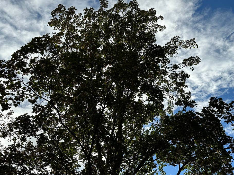 Apple iPhone 14 Pro Max test photo