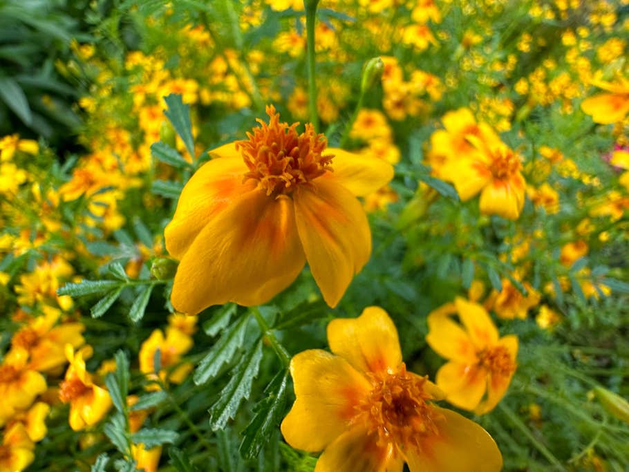 Apple iPhone 14 Pro Max test photo