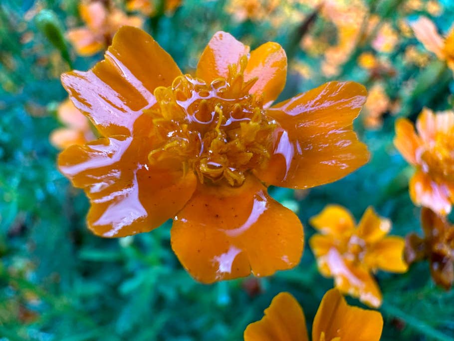 Apple iPhone 14 Pro Max test photo