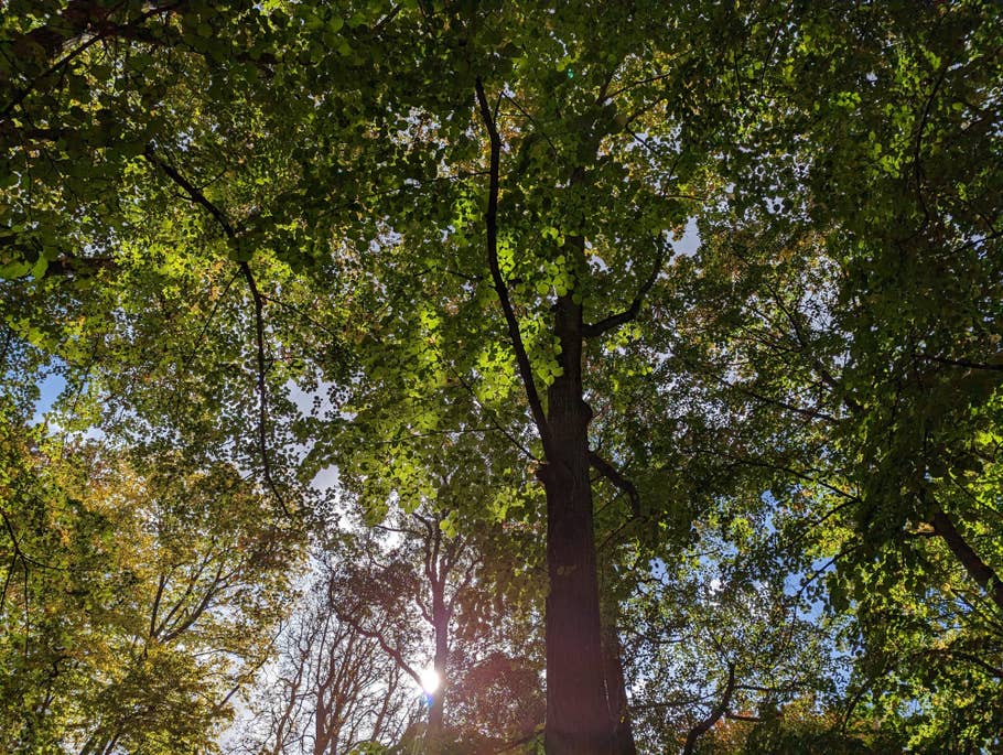 Google Pixel 7 test photo