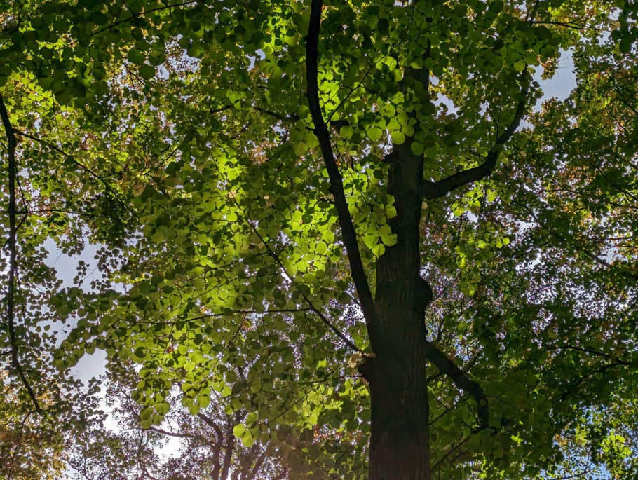 Google Pixel 7 test photo