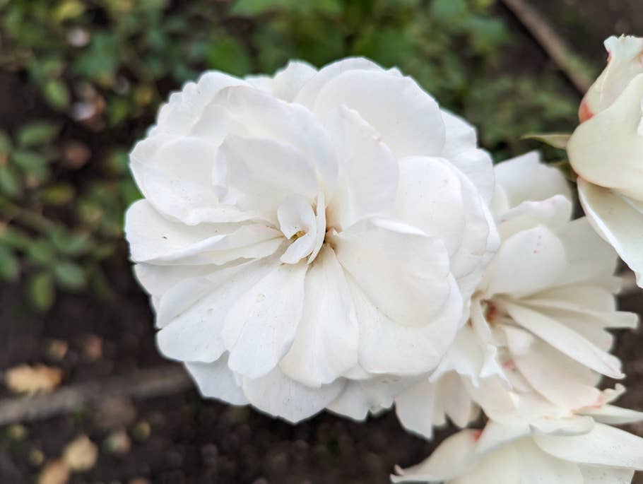 Google Pixel 7 test photo