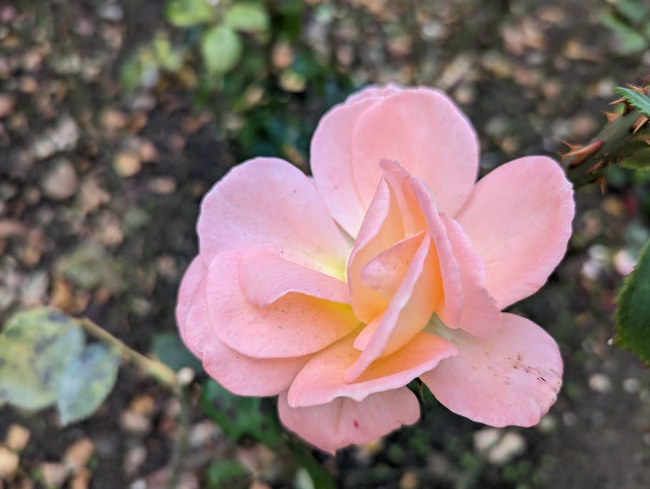 Google Pixel 7 test photo