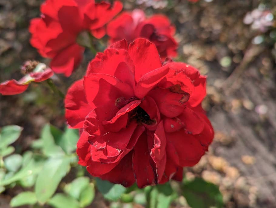 Google Pixel 7 test photo