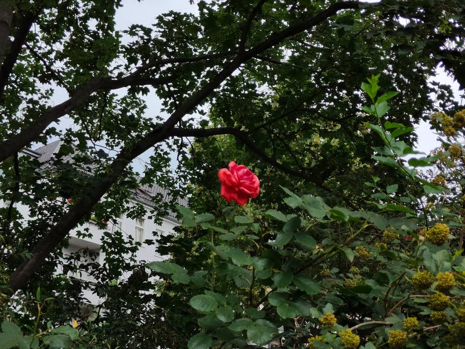 Realme GT 2 Pro test photo