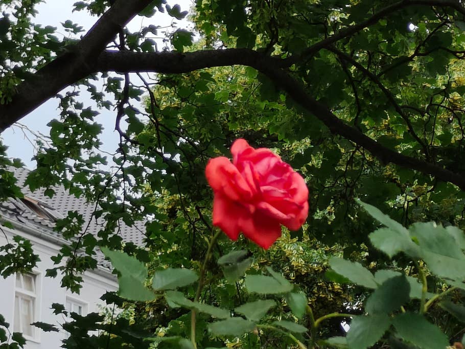 Realme GT 2 Pro test photo