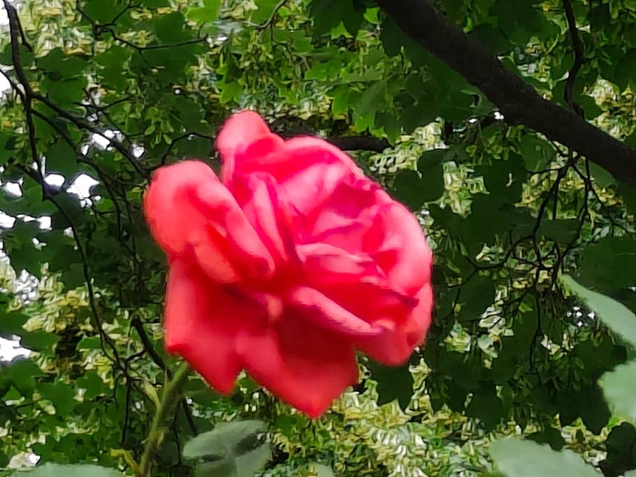 Realme GT 2 Pro test photo