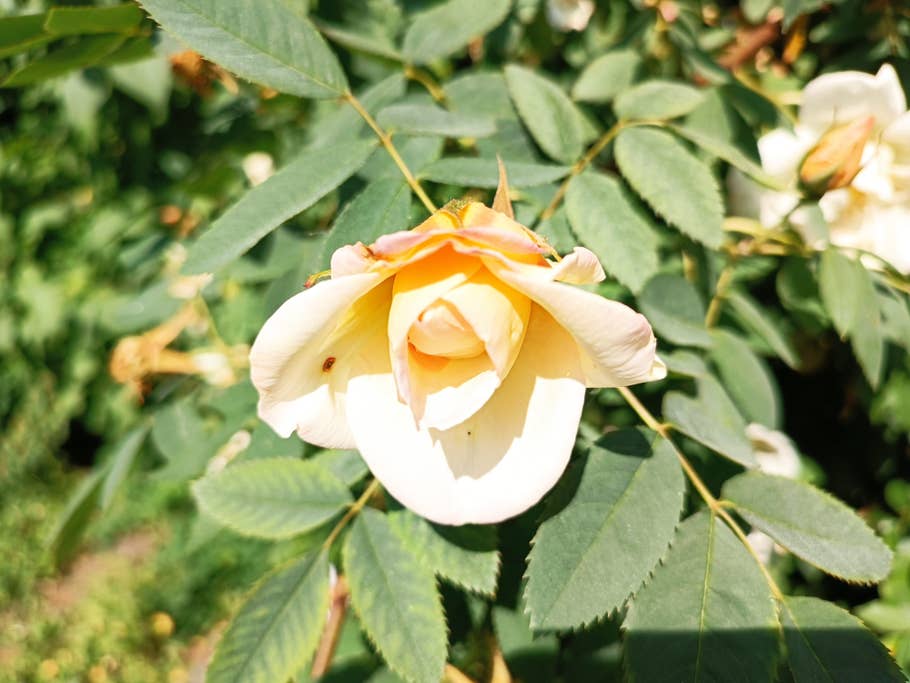 Xiaomi Redmi Note 11 Pro Plus 5G Test photo