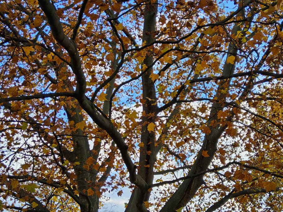 Photo prise de jour avec lu0027objectif principal de la Samsung Galaxy Tab S9 Ultra en zoom numérique x2