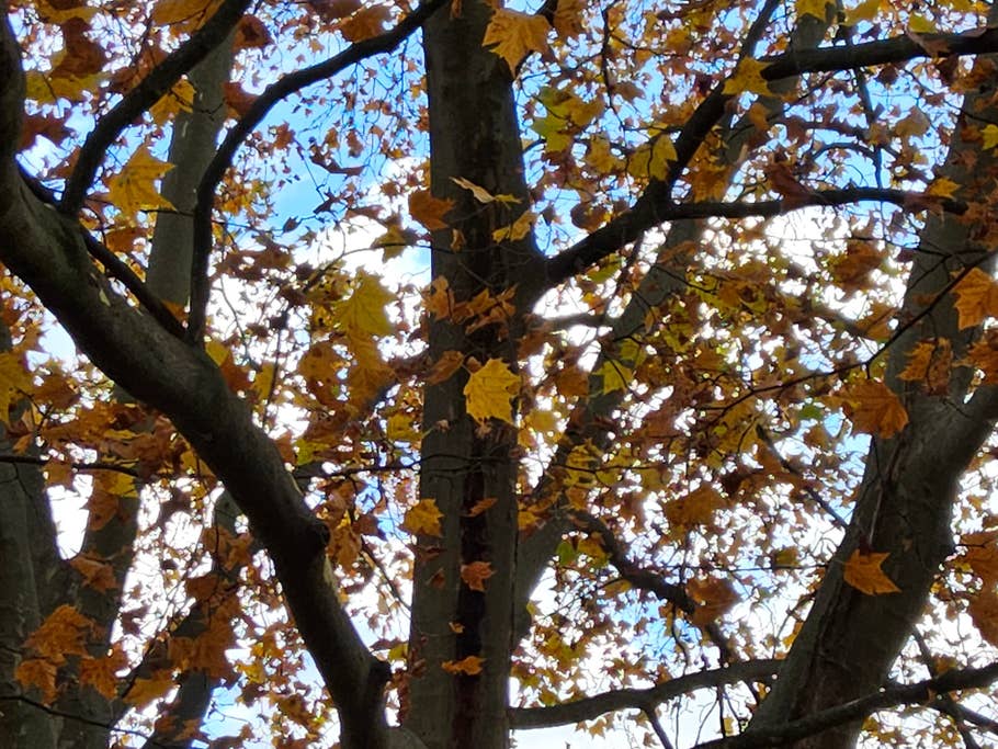 Photo prise de jour avec lu0027objectif principal de la Samsung Galaxy Tab S9 Ultra en zoom x4